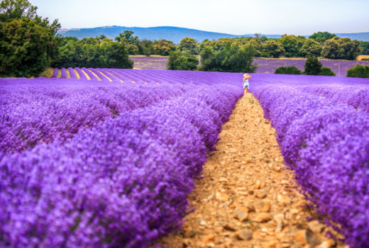 Campi di lavanda in Provenza, la Francia si tinge di viola