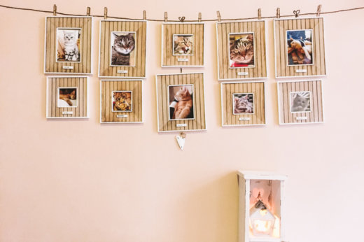 Cat Café a Praga, un bar tematico che proviene dall’Estremo Oriente