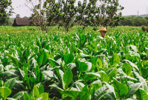 Piantagione di tabacco a Pinar del Rio: cosa succede quando si segue un cubano?