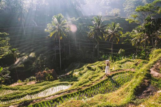 Le terrazze di riso di Ubud, una vallata che toglie il fiato
