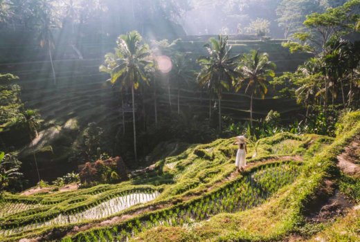 Le terrazze di riso di Ubud, una vallata che toglie il fiato