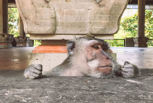 Monkey Forest a Ubud: 700 scimmie hanno trovato la loro casa fra templi sacri ed alberi