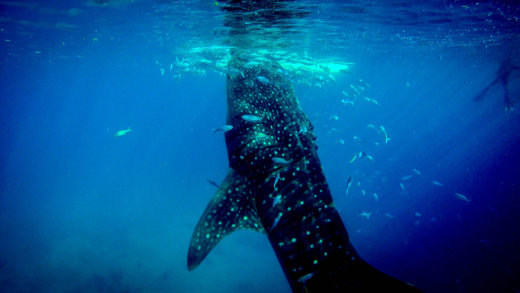 Nuotare con gli squali balena in Messico: entrare nel mare con i giganti