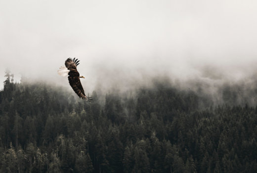 Il falco che non poteva volare, un insegnamento buddista per uscire dalla comfort zone